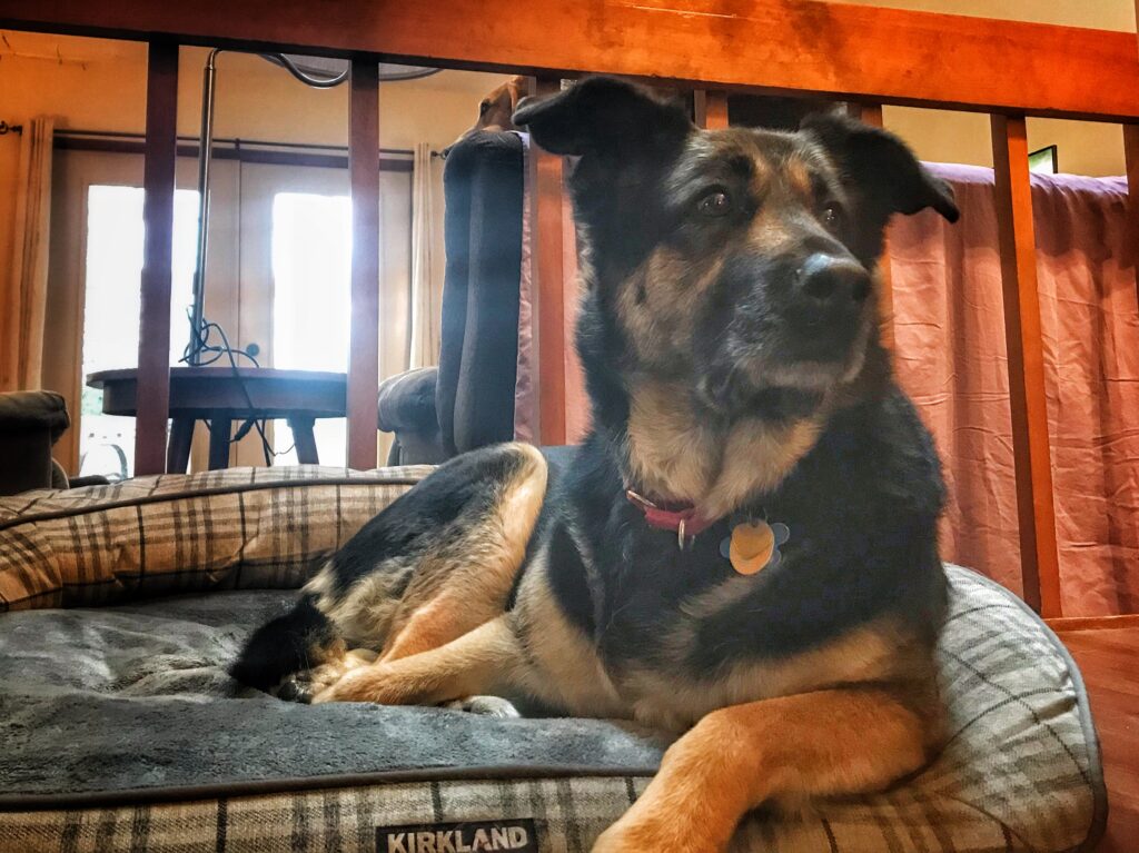 A stylized picture of my German shepherd girl Dusty laying on her bed an looking away from the camera.